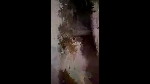 whitelava_4u online show from 12-02-25, 03:01