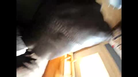 Snapshot of wildman2900 chatting on 02-04-25, 04:39 wildman2900 online show from 02-04-25, 04:39