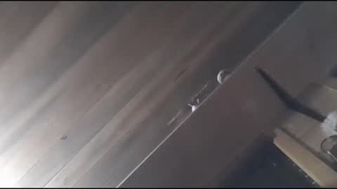 Snapshot of yessirprincesspet chatting on 11-30-25, 06:39 yessirprincesspet online show from 11-30-25, 06:39