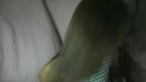 Snapshot of yourlenda chatting on 02-03-26, 02:11 Glenda online show from 02-03-26, 02:11