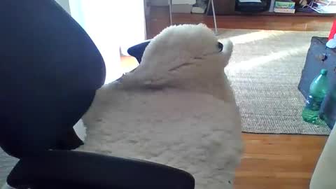 Snapshot of zyggy87 chatting on 02-23-26, 06:55 zyggy87 online show from 02-23-26, 06:55