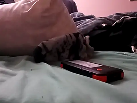 Blkstylion online show from 12-05-25, 02:47