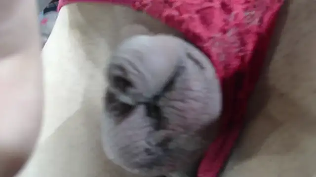 Snapshot of emma_onassis_17 chatting on 01-01-25, 09:17 emma onassis 17 online show from 01-01-25, 09:17