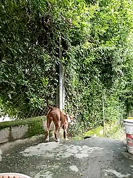 sebasxx97 online show from 03-05-25, 08:10