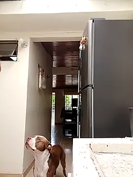 sebasxx97 online show from 03-10-25, 07:40