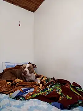 sebasxx97 online show from 11-12-25, 02:17