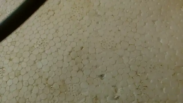 titi fiesta online show from 02-01-26, 05:39