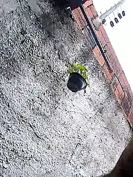 Snapshot of Tiago0031 chatting on 03-03-26, 07:42 Tiago0031 online show from 03-03-26, 07:42