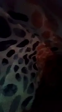 Xoc8  online show from 12-08-24, 08:47