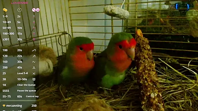 Sophie Bell online show from 02-07-25, 09:04