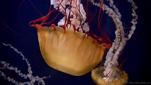 streamy test11 online show from 11-03-25, 11:55