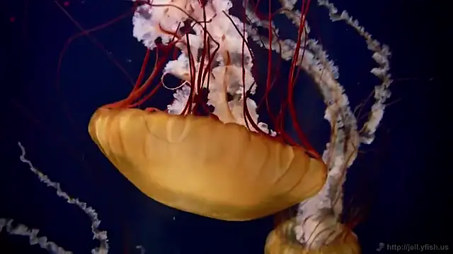 streamy test11 online show from 12-15-25, 09:35