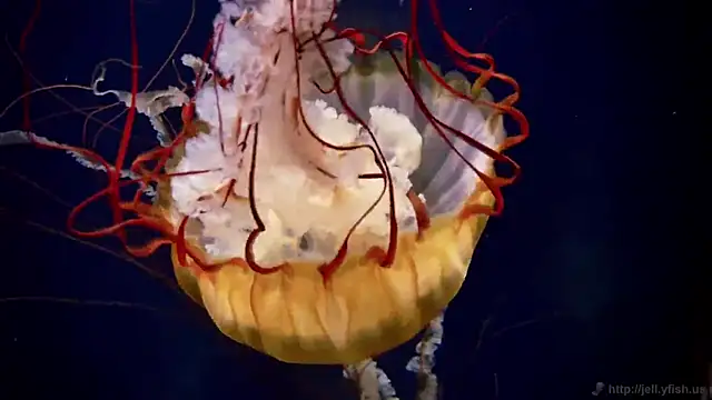 streamy test11 online show from 03-04-26, 02:45