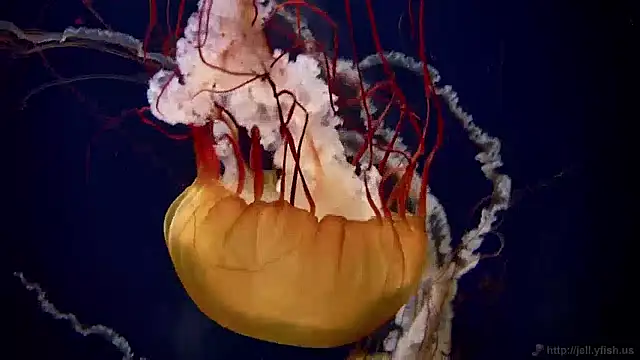 streamy test12 online show from 12-02-24, 08:09