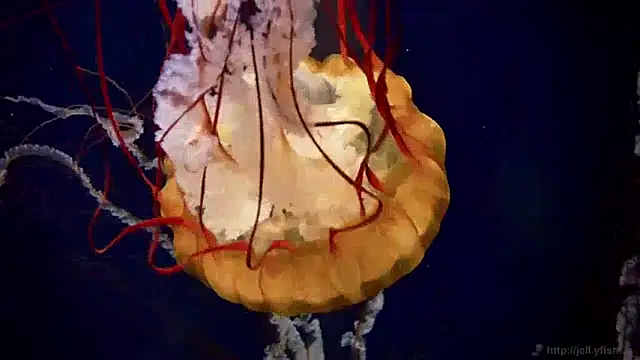 streamy test12 online show from 12-10-24, 08:19