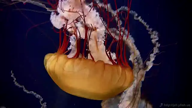 streamy test12 online show from 12-27-24, 08:13