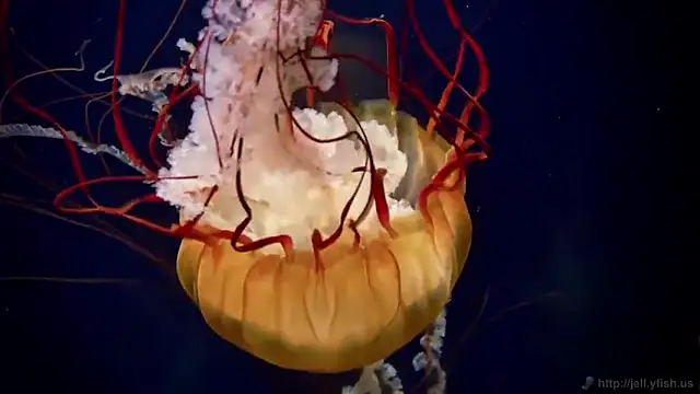 streamy test12 online show from 02-28-25, 08:09