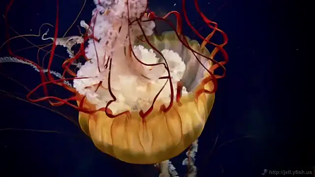 streamy test12 online show from 09-23-25, 05:21