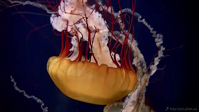 streamy test12 online show from 11-05-25, 11:54