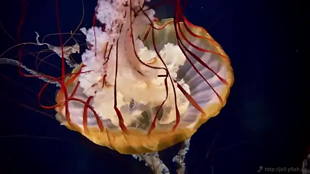 streamy test12 online show from 12-04-25, 01:53