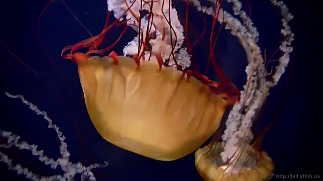 streamy test12 online show from 01-14-26, 03:17