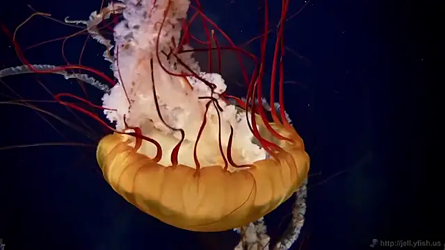 streamy test12 online show from 02-16-26, 04:25