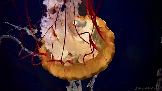 streamy test13 online show from 12-04-24, 08:12