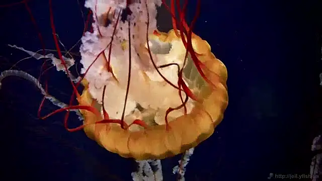 streamy test13 online show from 12-10-24, 08:19