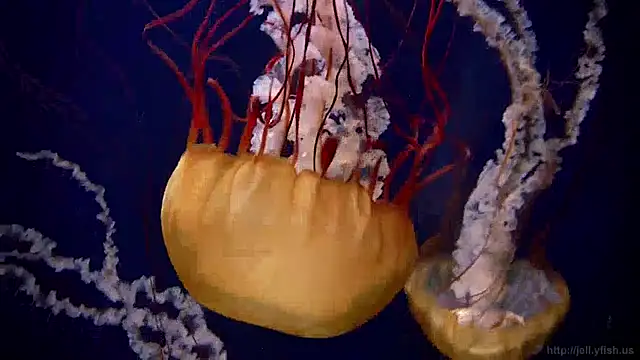 streamy test13 online show from 12-13-24, 08:09