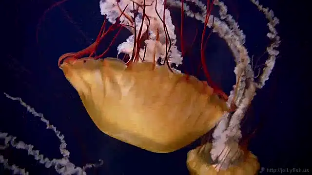 streamy test13 online show from 12-17-24, 08:12