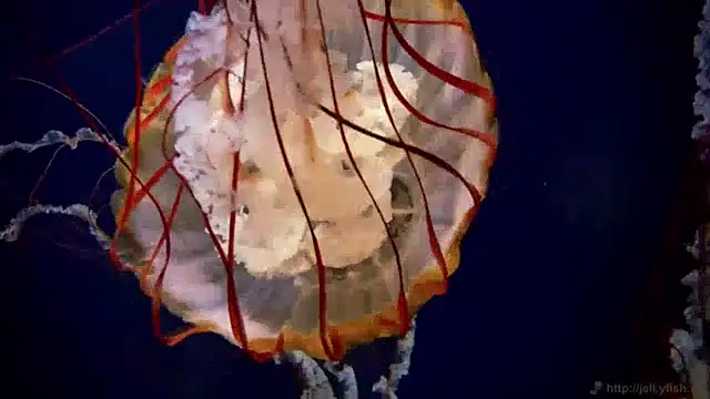 streamy test13 online show from 12-20-24, 01:11