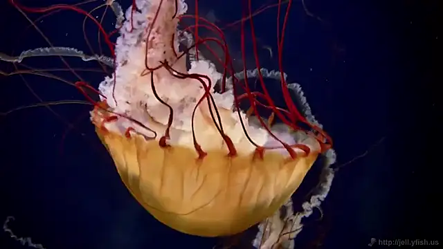 streamy test13 online show from 03-20-25, 08:31