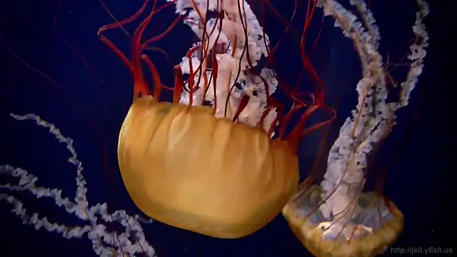 streamy test13 online show from 03-21-25, 08:17