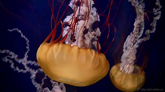 streamy test13 online show from 09-16-25, 10:05