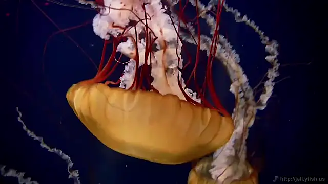 streamy test13 online show from 10-20-25, 01:55