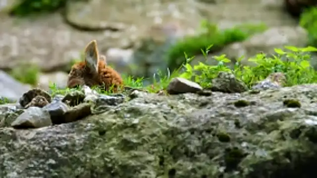 streamy test13 online show from 02-25-26, 11:42