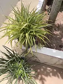 king cum  online show from 02-12-26, 02:34