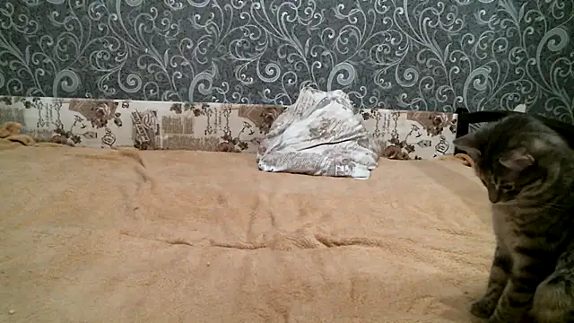 DennisXCaroll online show from 02-23-25, 08:33