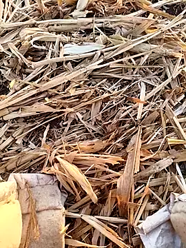 murokkk31 online show from 09-16-25, 03:18