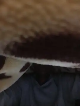 WrongedParvo online show from 11-23-25, 11:48