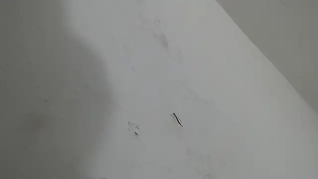 Snapshot of brant_garciabbc chatting on 01-18-26, 06:17 brant garciabbc online show from 01-18-26, 06:17