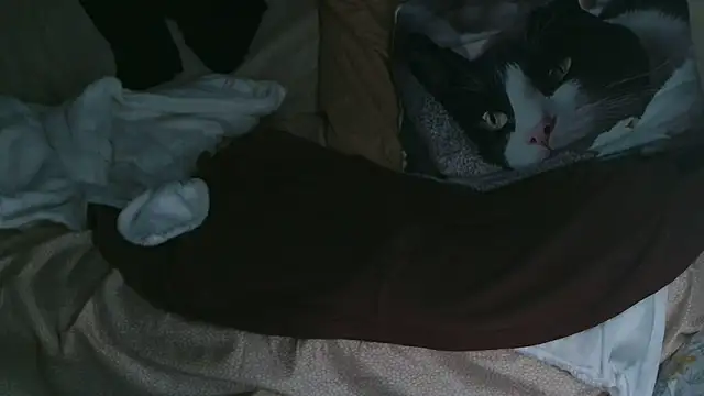 VeneRed online show from 10-10-25, 07:35