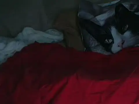 VeneRed online show from 10-11-25, 07:45