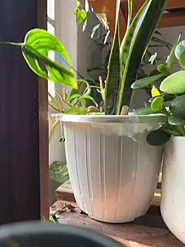 alburt 1996 online show from 12-31-24, 03:55