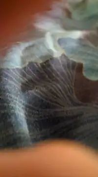 WelshXXX online show from 01-20-25, 10:26