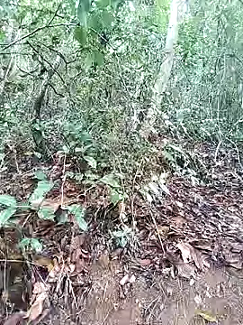 Danna-linyi online show from 03-01-25, 08:10