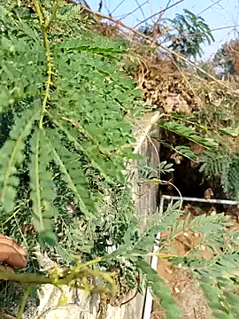 Snapshot of sweet_suman chatting on 12-03-25, 04:53 sweet suman online show from 12-03-25, 04:53