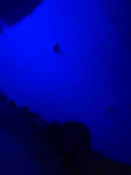 Snapshot of Raziv_komal143 chatting on 02-25-25, 12:14 Raziv komal143 online show from 02-25-25, 12:14