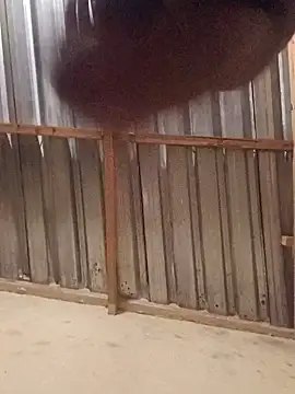 Snapshot of T9nybh3ksta66 chatting on 09-14-25, 02:54 T9nybh3ksta66 online show from 09-14-25, 02:54