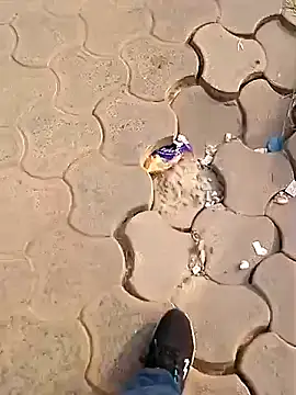 Snapshot of Raj41 chatting on 12-02-25, 02:50 Raj41 online show from 12-02-25, 02:50